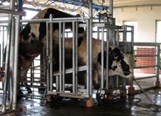 והפרה אסירת תודה