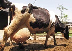 והפרה אסירת תודה