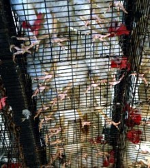 ביצים: תרנגולות ואפרוחים