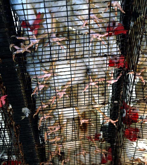 כלובי סוללה, מבט מלמטה