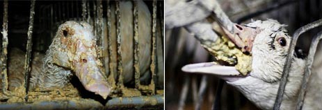 כבד אווז: פיטום אווזים וברווזים