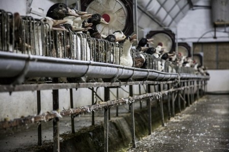 ברווזים לקראת סוף הפיטום מתנשמים בכבדות בגלל עומס חום גדול, מחסור בחמצן ולחץ מכני על מערכת הנשימה. 