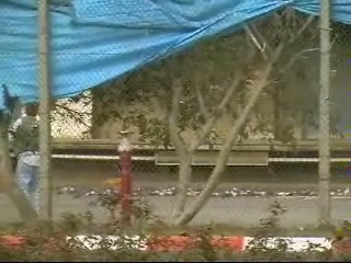 עשרות יונים מוטלות על הקרקע לאחר בריחת הלהקה