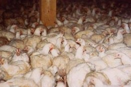 תרנגולות דחוסות עד אפס מקום בתוך לול צפוף.