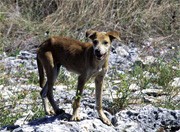 לאחר שהמשרד להגנת הסביבה התערב כדי לצמצם את הירי בכלבי בר, השר שמיר נקט בעמדה על-פיה הסמכות בעניין צריכה...