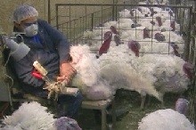 עובד במשק רבייה של תרנגולי הודו, שפניו מוגנות על-ידי מנשמה. השימוש במנשמה מומלץ לעתים קרובות לעובדי...