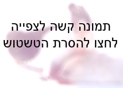 הרג כלבי ים בקנדה