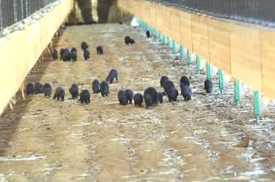 חלק מהחורפנים ששוחררו מנסים להימלט מהמקום