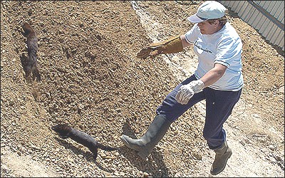 מרדף אחר החורפנים שנמלטו