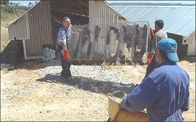 עובדי משק תופסים חורפנים שברחו