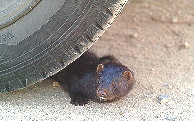 אחד החורפנים שזכו להשתחרר ממשק, במבצע שעשו פעילים למען זכויות בעלי חיים, בו פרצו למשק ושיחררו אלפי...