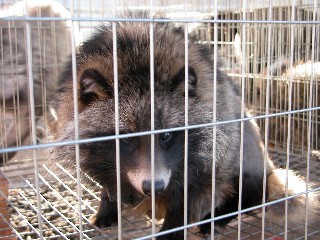 שועל רקון בכלוב, מתוך חקירת הארגונים הבינלאומית (מקור: East International)
