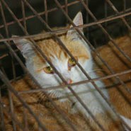 כליאת חתולים בסין