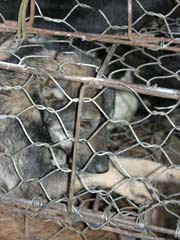 כליאת כלבים בסין