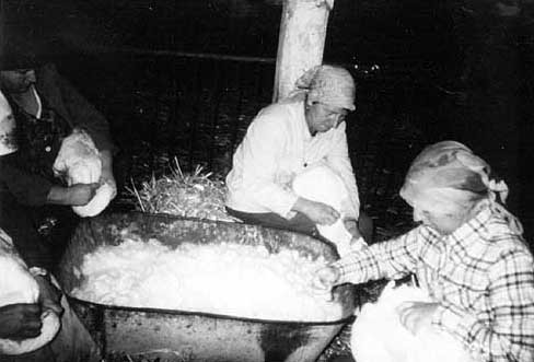 עובדות התעשייה הפולנית - אחת מתעשיות הפוך הגדולות בעולם - מורטות אווזים