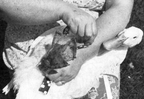 מריטת נוצות אווז