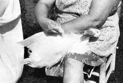 חקלאית מורטת נוצות של ברווז