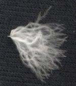 פלומה. אלה הן הנוצות המועדפות לדברי חקלאים מסוימים המתעסקים בנוצות