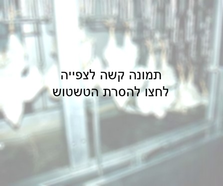 חלק מהתרנגולות מגיעות למסוע כשהן עדיין בהכרה, כאשר הן תלויות מרגליהן