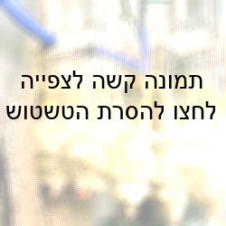תרנגולות בתהליך הובלתם במסוע לאחר שקיבלו הימום