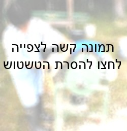 מריטת נוצות במשחטה קטנה באמצעות מכונה המשמשת לכך