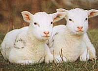 כבשים בסביבה פתוחה וטבעית