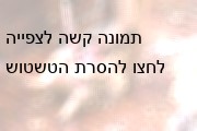 גזירת צמר של כבשים