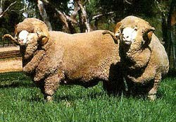 טלאים עם צמר ארוך שצמח כתוצאה מעיוות גנטי