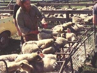 ריסון הטלאים וביצוע החיתוך