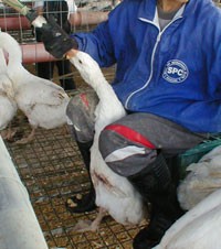 פיטום אווזים