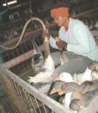 עובד במשק מפטם אווזים