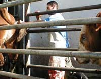 פרות מובלות