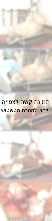 שחיטת פרות