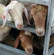 כבשים שרויים בצפיפות קשה בעת הובלתם