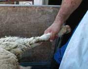 אלימות כלפי כבש