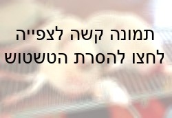 גופות כבשים נוטפות דם, מיד לאחר השחיטה