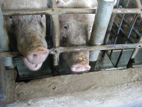 מלקקים את הסורגים בניסיון נואש