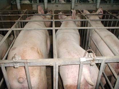 כליאת חזירות בתאי היריון בקיבוץ להב