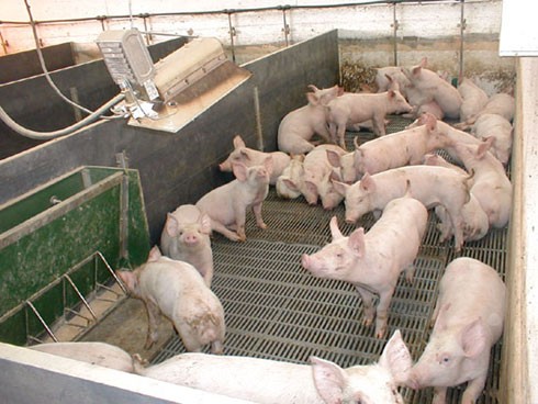 חזירים כלואים בצפיפות במשק בצפון. לאחר שיגדלו לא יישאר להם כלל מקום לזוז