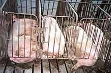 תאי הריון, בהן מוחזקות חזירות בלי יכולת לזוז או להסתובב