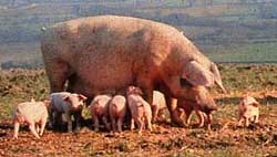 אמא וצאצאים בשדה פתוח