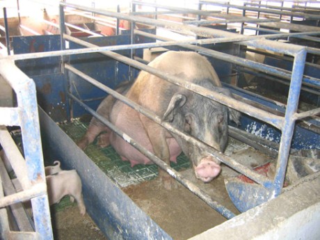 אמא חזירה קורסת לנוכח מימדיו העצומים של עטינה