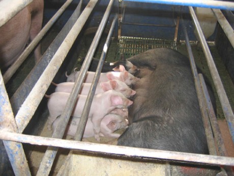 אמא מניקה את צאצאיה בזמן שהיא עצמה כלואה בתא זעיר