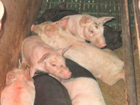 חזירונים שרויים בצפיפות מחניקה