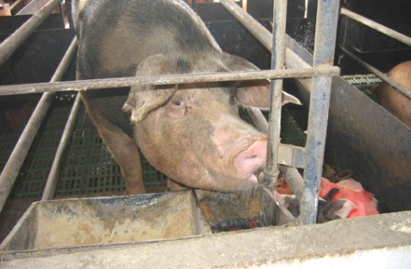 חזיר משתמש במתקן לשתיית מים