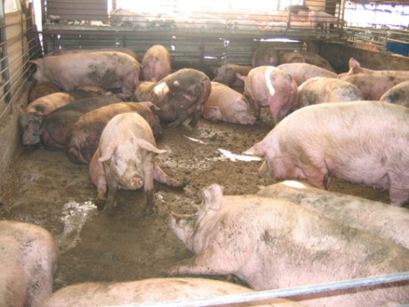 חזירים נמצאים בצפיפות, לכלוך, דורכים על הצואה של עצמם במשק לגידול חזירים