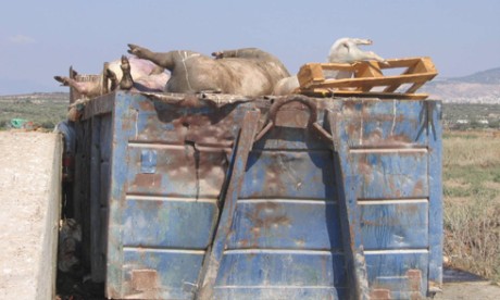 חזירים בפח הזבל