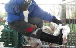 פיטום של אווזים