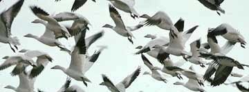 להקת אווזים