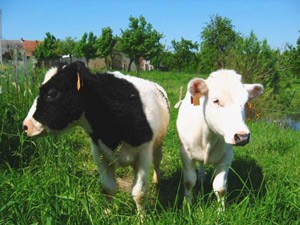פרות במשק פתוח